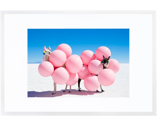 Two Llamas With Pink Balloons II
