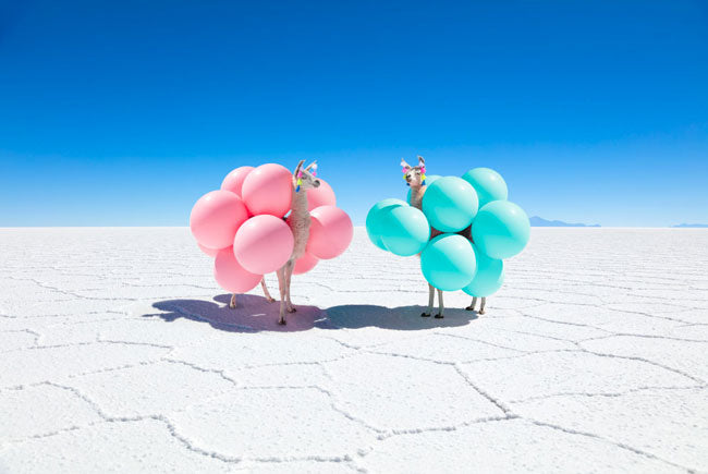 Two Llamas With Pink And Teal Balloons
