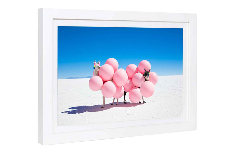 Two Llamas With Pink Balloons II
