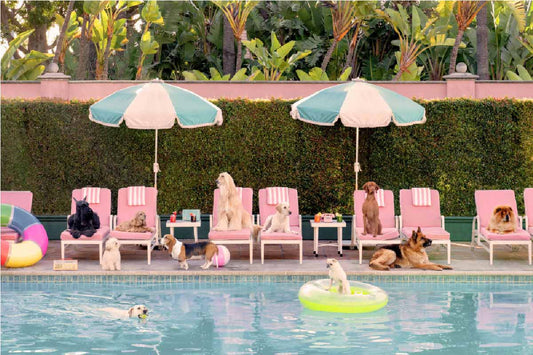 Pool Day, The Beverly Hills Hotel
