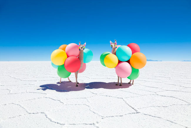 Two Llamas With Color Balloons