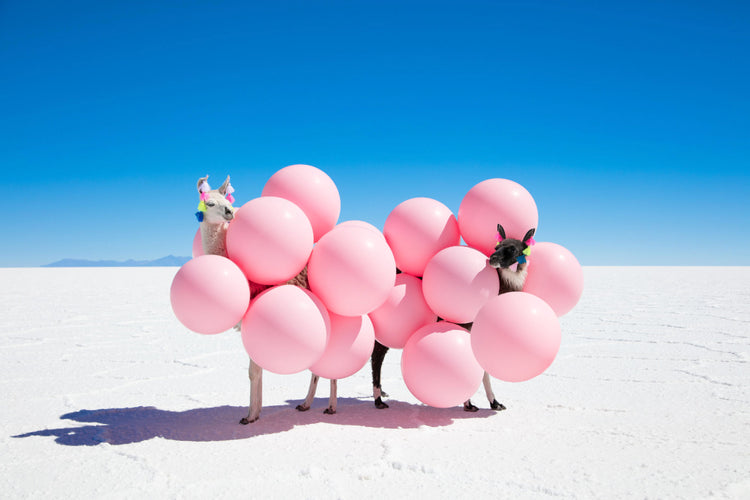 Two Llamas With Pink Balloons II